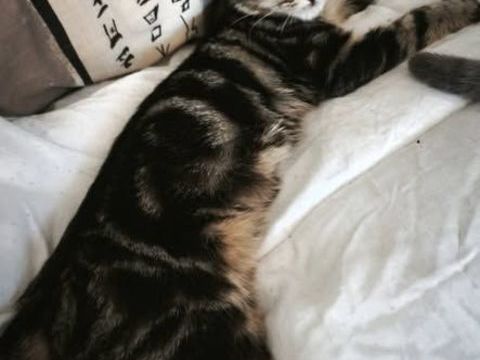 Chat TIGER à l adoption 150 07130 Saint-romain-de-lerps