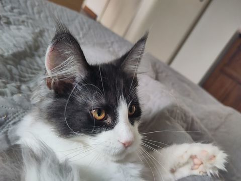 Chaton Main Coon LOOF femelle 1200 22810 Belle-isle-en-terre