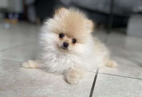 Magnifique chiot m&acirc;le spitz nain non lof 0 78180 Montigny-le-bretonneux