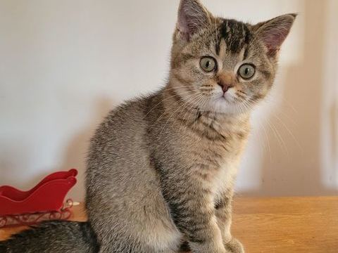 Femelle British shorthair 
1100 59230 Saint-amand-les-eaux