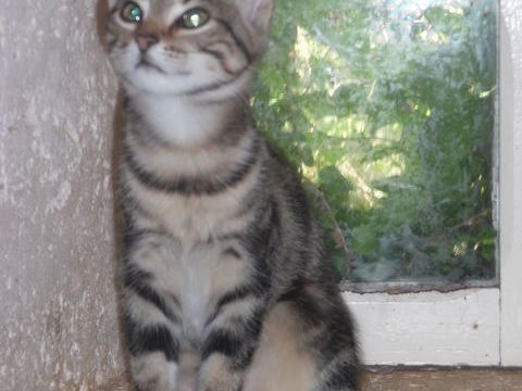 Petite chatonne europ&eacute;enne tabbie blotched sevr&eacute;e. 0 24340 Mareuil