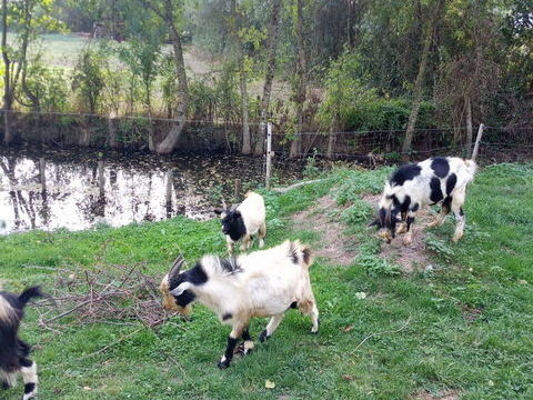 Boucs nains complet 50 49440 Candé