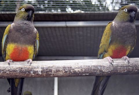 Conure Patagonie 400 47200 Marmande