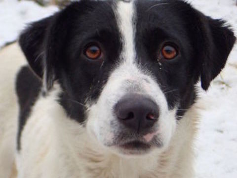 Scarlet &agrave; l'adoption 300 68000 Colmar