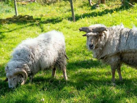 Ulysse et Ragnar 180 56560 Guiscriff