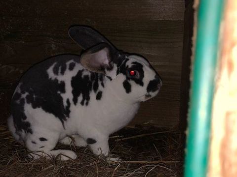 Lapin Rex 60 59750 Feignies