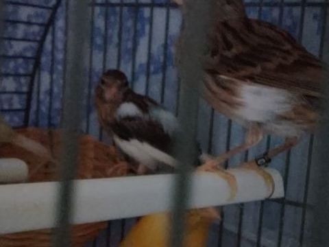 Canaris raza 50 60100 Creil