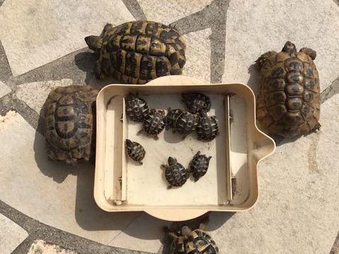 tortue 40 34000 Montpellier