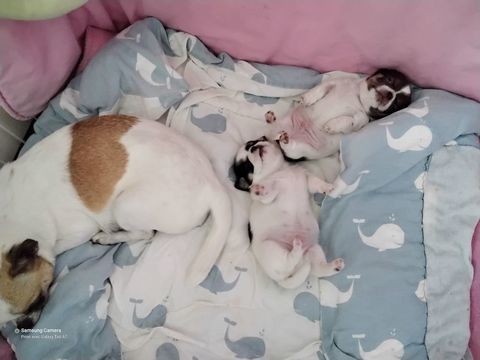 Chiots Chihuahuas 850 30340 Rousson