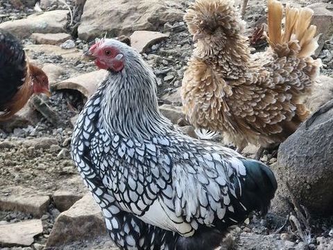 Coq wyandotte pure race 20 31220 Le plan