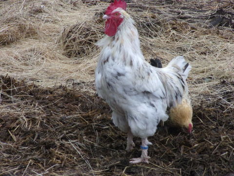 coqs de ferme 5 36300 Le blanc