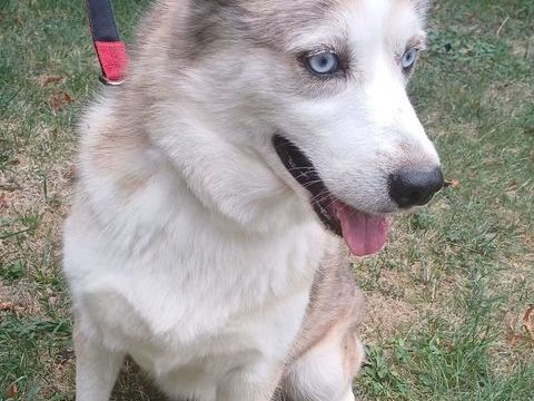 Pomsky F2 a placer 0 24410 Festalemps