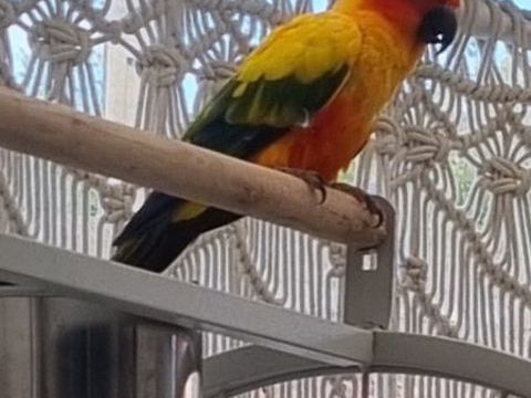 conure soleil 200 50120 �queurdreville-hainneville