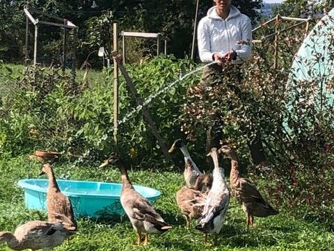 6 canards coureurs indiens nés en juin 2025 70 31800 Saint-marcet