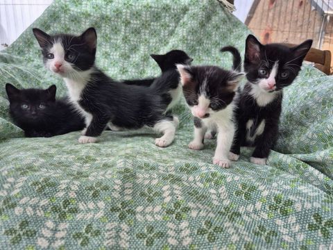 chatons 0 71130 Neuvy-grandchamp