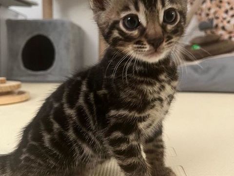 Chatons bengal LOOF 1500 78130 Les mureaux