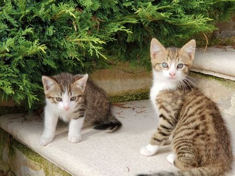 Don de chatons 0 71200 Saint-sernin-du-bois