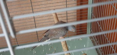 Colombe diamant 15 35530 Br�c�