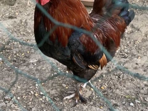 Coq disponible à Aix en Provence 20 13100 Aix-en-provence