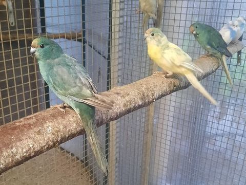 Kakarikis 50 61000 Alen�on