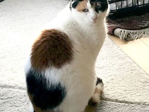 ISABELLE et OASIS, chattes de 6 ans, seules ou en duo 0 64200 Biarritz