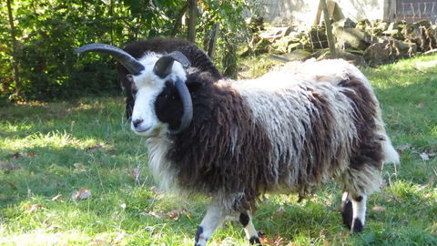 Un b&eacute;lier Jacob &agrave; 4 cornes 130 35190 Miniac-sous-b�cherel