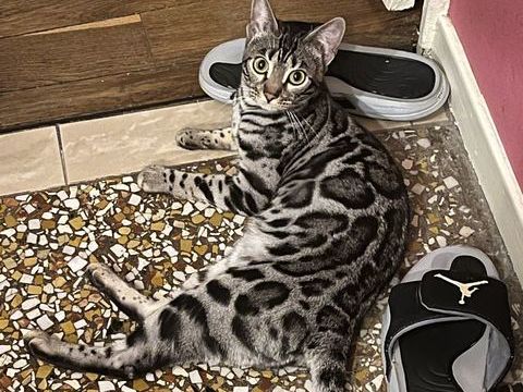 Aïna - Chaton Bengal 1200 38000 Grenoble