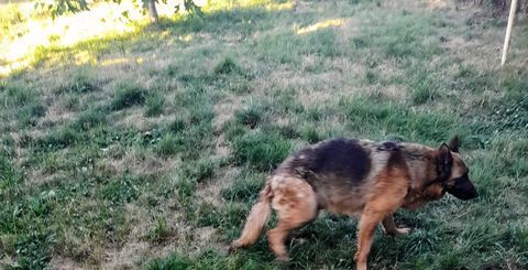 Donne ma chienne de race Berger Allemand 0 18240 Belleville-sur-loire