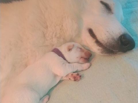 Chiots berger blanc suisse lof 1500 52100 Mo�slains