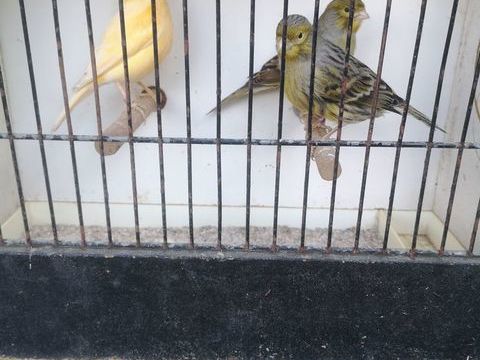 Oiseaux 15 21540 Sombernon