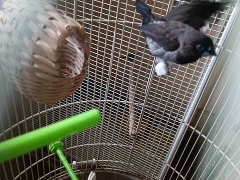 couple de moineau du Japon 30 08140 Bazeilles