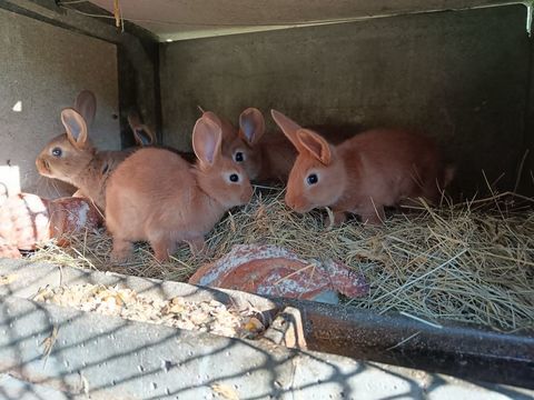 lapins de cabane 6 69870 Grandris