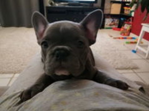   Femelle Bouledogue Français Exotique 