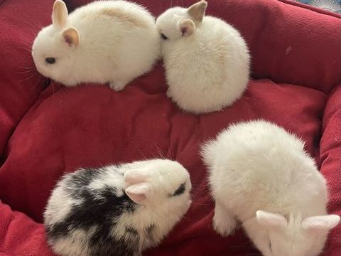 LAPINS EXTRAS  NAINS 50 83100 Toulon