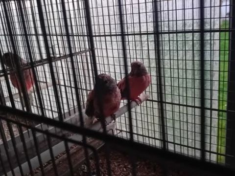 Perruches de Bourke et turquoisine 0 59670 Bavinchove