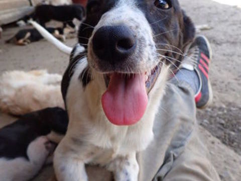 Diesel à l'adoption 320 21000 Dijon