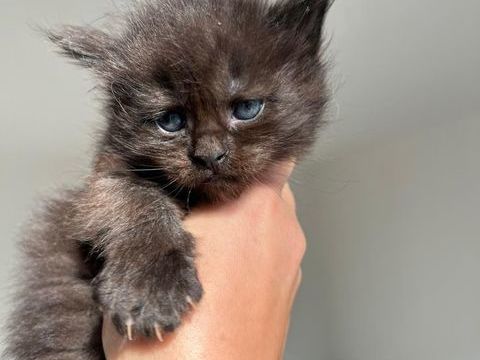 &Agrave; r&eacute;server superbe chatons Maine coon non LOOF 1050 83170 Rougiers