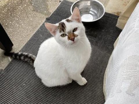 Chat FLOCON à l adoption 180 38160 Saint-marcellin