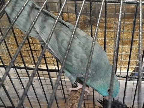 Perruches Catherine 2025 45 28100 Dreux