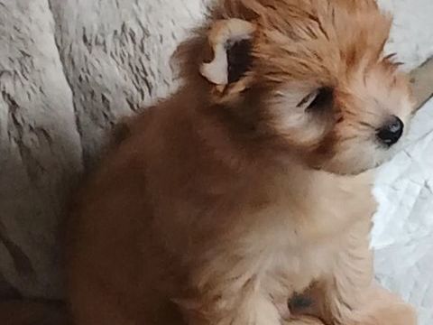 Chiot yorkshire exotique 1500 60200 Compiègne