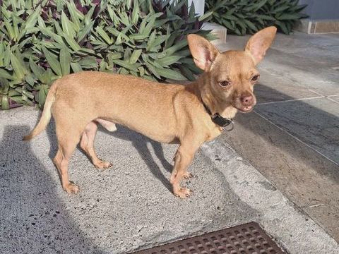 COCO, le pinscher 350 02000 Aulnois-sous-laon