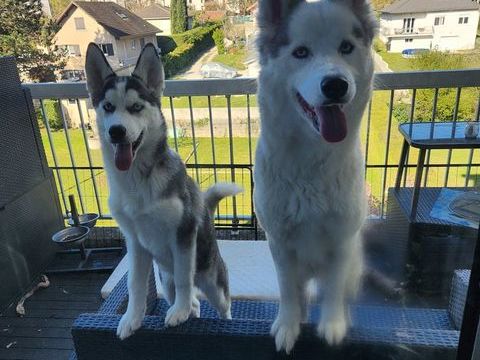 Chiot husky 700 01150 Lagnieu