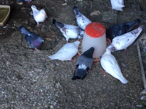 particulier donne pigeons texans 0 31120 Portet-sur-garonne