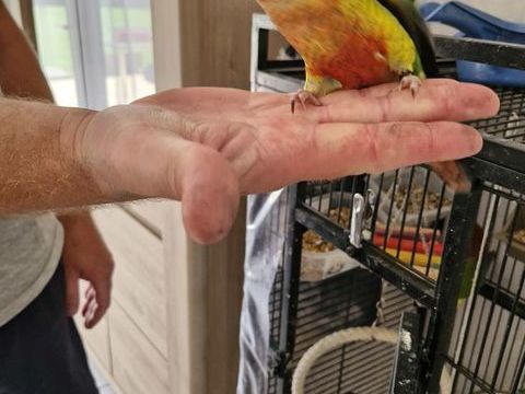 Conure de molinae apprivoisé 150 40800 Aire-sur-l'adour
