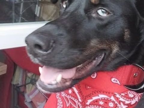 Chien VALKO à l adoption 210 07340 Peyraud