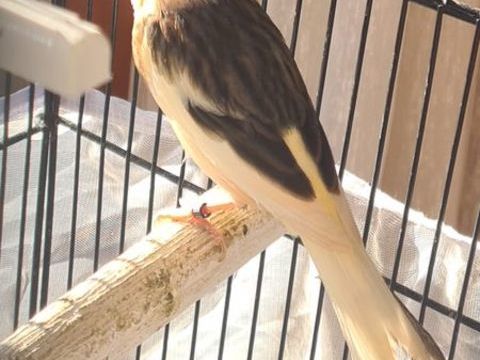 Canaris m&acirc;le 25 33860 Marcillac