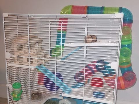 Cage rongeur 25 91230 Montgeron