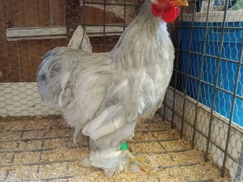 Coq bantam de P&eacute;kin 10 56350 Rieux