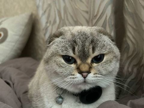 Chatte perdu 0 91700 Sainte-genevi�ve-des-bois