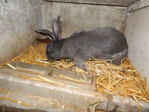 lapins papillons male de 14 mois 20 76210 Raffetot